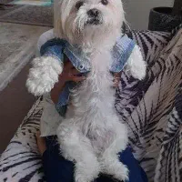 با سلام سگ پاپی