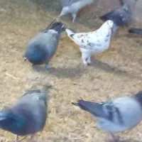 کبوتر صحرایی|پرنده|گلپایگان, |دیوار