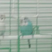 حیوان خانگی|پرنده|اردبیل, |دیوار