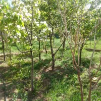 فروش باغچه|فروش زمین و ملک کلنگی|پلنگ آباد, |دیوار