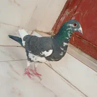 ابلق نر عالی