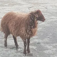 گوسفند
