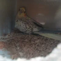 ی جفت عروس هلندی مولد آماده تخم گذاری و کار داده