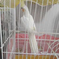 عروس هلندی نیمه رام