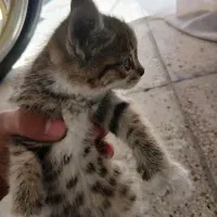 گربه خونگی دوماهه