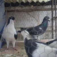 جوجه چادری و پلاکی