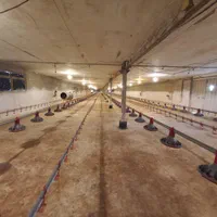 فروش-مرغداری-گیلان