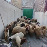 میش|حیوانات مزرعه|فیروزآباد (لرستان), |دیوار