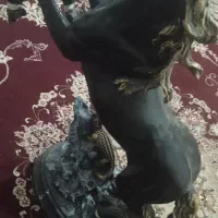 اسب پلی استر ب علت جا نداشتن