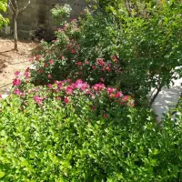 باغ سیاسرد و دره ریز