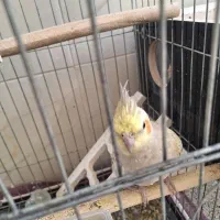 عروس هلندی|پرنده|مهریز, |دیوار