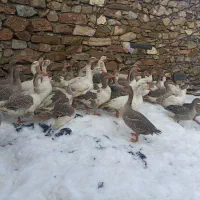 قاز محلی درشت|حیوانات مزرعه|مریوان, |دیوار