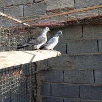 کفتر تهرانی قاره پرشی