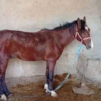 اسب|اسب و تجهیزات اسب‌سواری|رامشیر, |دیوار