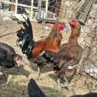 مرغ لاری|حیوانات مزرعه|بهمن صغاد, |دیوار