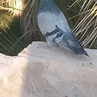 دو کفتر بازی کن|پرنده|ریگان, |دیوار