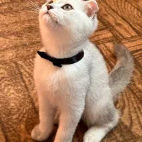 گربه اسکاتیش چین چیلا