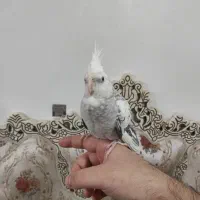 عروس هلندی ایزابلا|پرنده|شهریار, شهرک بهاران (ویره)|دیوار