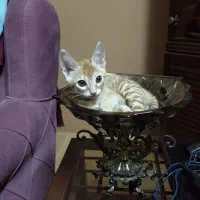 نگهداری از گربه شما
