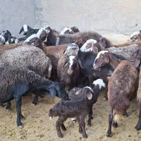 فروش ۳۰راس میش داشتی سالم جوان|حیوانات مزرعه|بروجرد, |دیوار