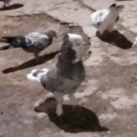 نرسرورکاکل پاپر|پرنده|میانه, |دیوار