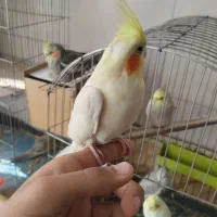 لوتینو دستی|پرنده|نجفآباد, امیرآباد|دیوار