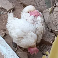 دو عدد مرغ سفید|حیوانات مزرعه|قم, چهار مردان|دیوار