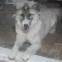 سگ سرابی اصیل