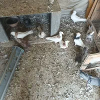 ۸ تا طوقی همه کاکلی پالخت دونه ۵۰۰