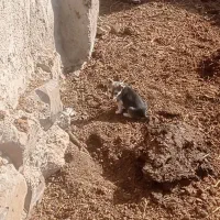 توله سگ پاکوتاه ماده 4ماه