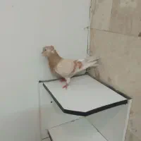 کبوتر زرد|پرنده|محلات, |دیوار