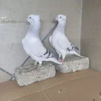 انواع کبوتر رنگی بی عیب