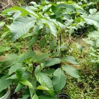 فروش انواع نهال گردو لواسان وآواکادو