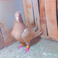 کفتر بی نظیر