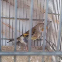 سهره قناری مست مست|پرنده|شیراز, شیخ علی چوپان|دیوار