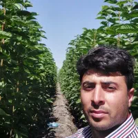 نهال پیوندی میاندوآب|خدمات باغبانی و درختکاری|بکتاش, |دیوار