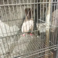 کبوتر گرفتنی نامور پلاکی