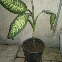 گل گیاه دیفن