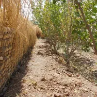 باغچه-چهار-دیواری-400-متر-با-درختان-پسته-و-انار