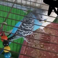 مرغ عشق نربالغ آبی