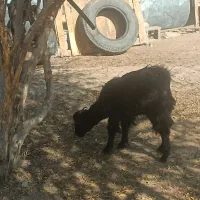 فروش کهر دونه ای ۵