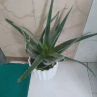 یک عدد گل الو ورا یک عدد جی پاس یک عدد پلوپز