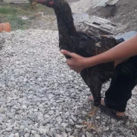 فر وش خروس لاری|حیوانات مزرعه|گرگان, |دیوار