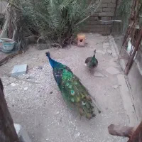 جفت طاووس