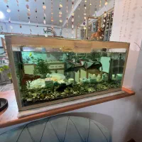 آکواریوم/ماهی