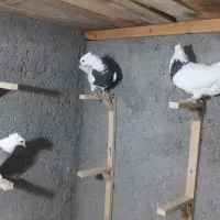 تابلو فرش نقش ک ب و ت ر|تابلو فرش|فردوس (خراسان), |دیوار