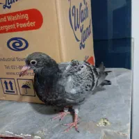 کبوتر مسافتی