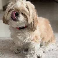 شیتزو عروسکی ماده