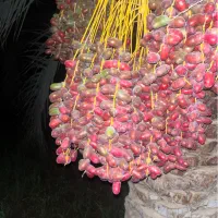 خرما-اجاره-ای