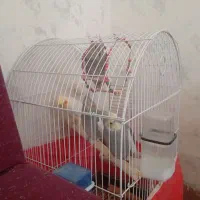 دو جفت عروس هلندی نر و ماده